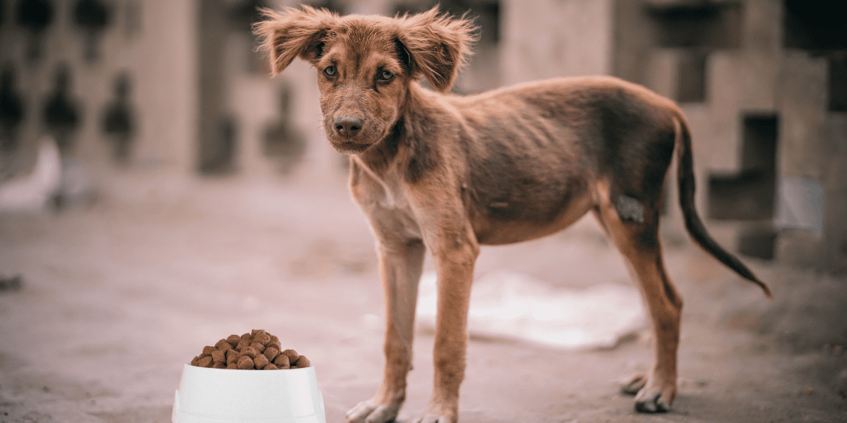 Become a Global Parent