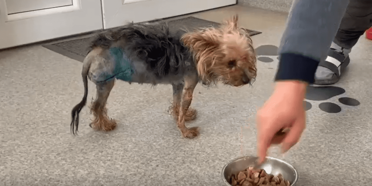 Rescue & rehabilitate